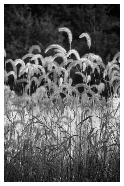 Grasses