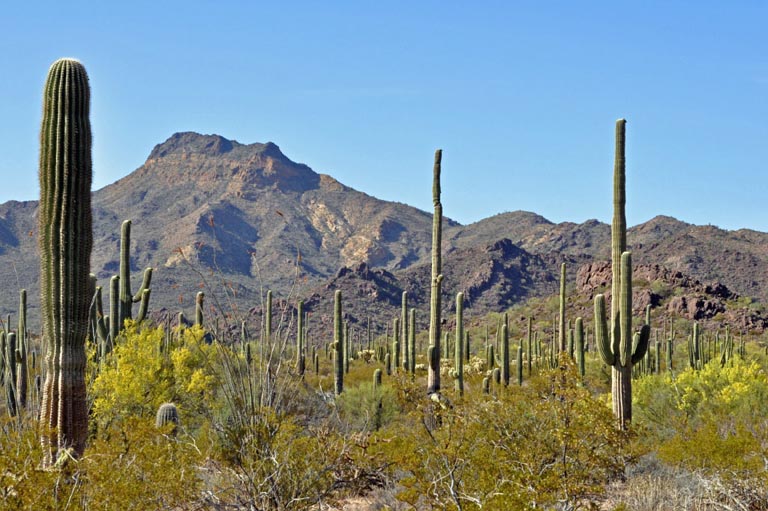 Organ Pipe Cactus National Monument