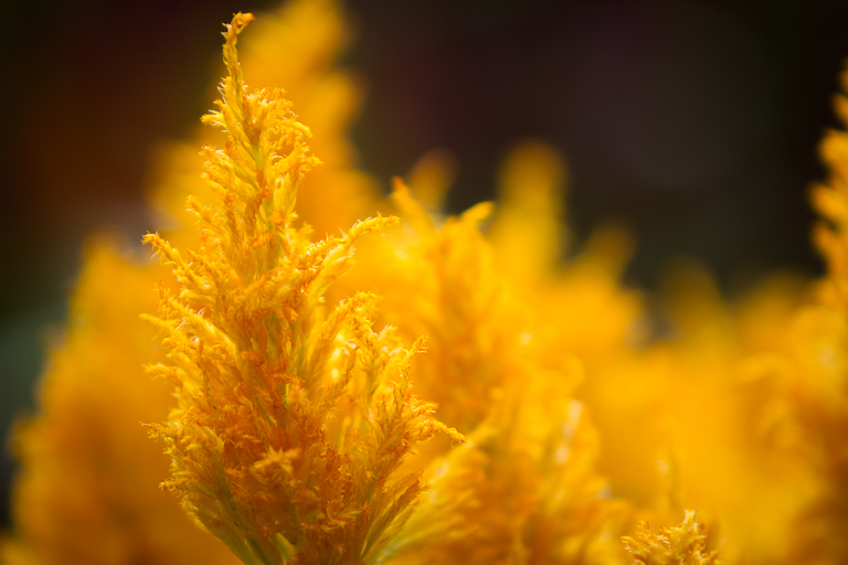 Plants