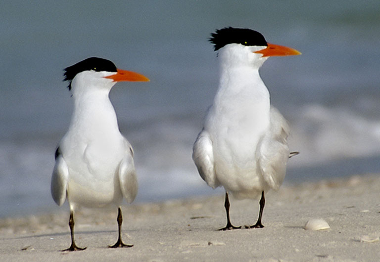 Skimmers