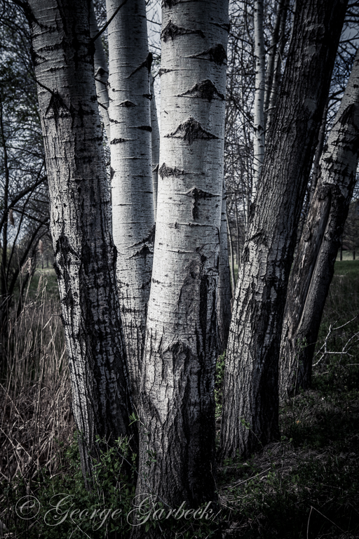 Birches