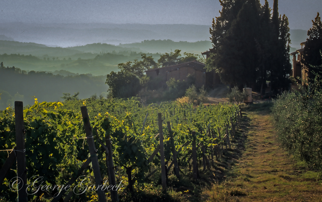 Tuscan Vineyard