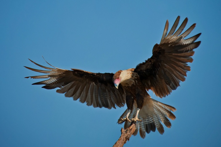 Young Caracara Landing