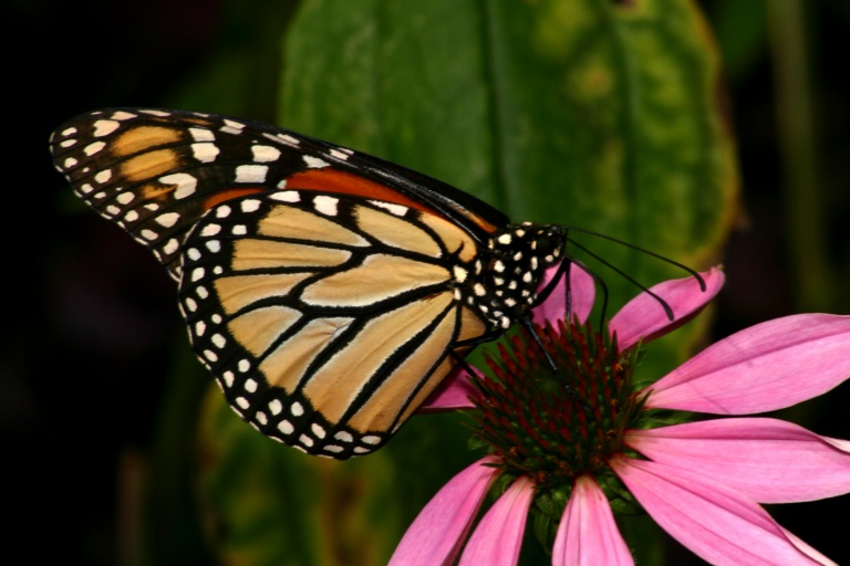 Monarch G