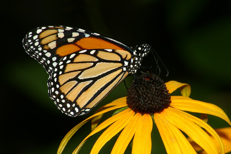 Monarch K