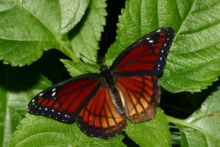 Viceroy B