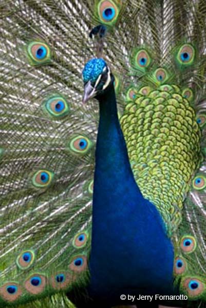 Peacock1