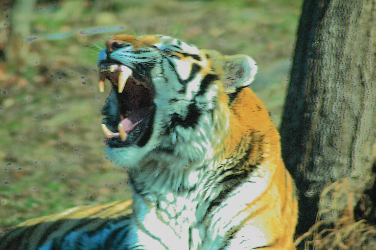 JFTIGER3