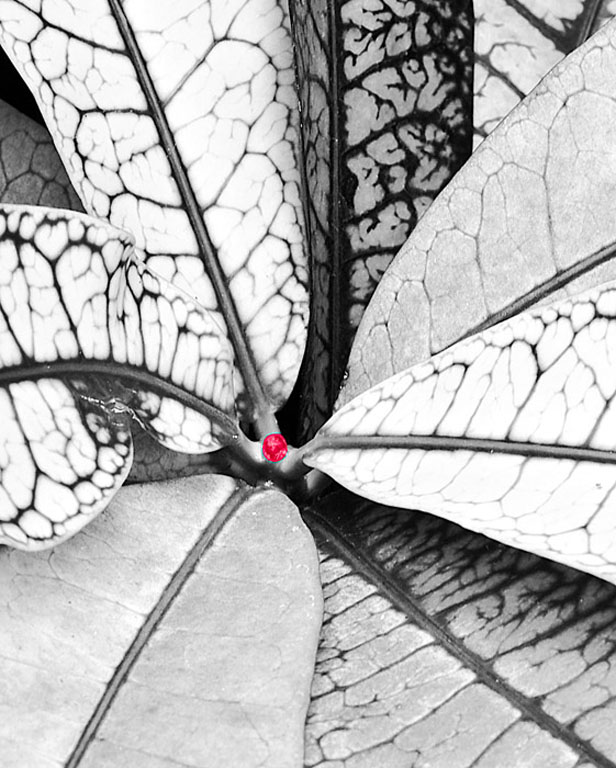 LEAVES