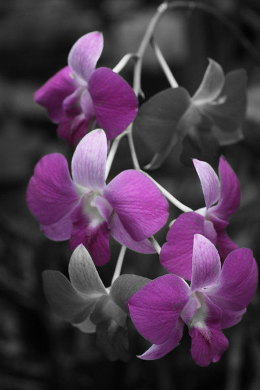 2011 03 25 Longwood Gardens And ESP