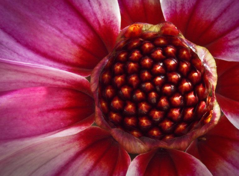 Dahlia4