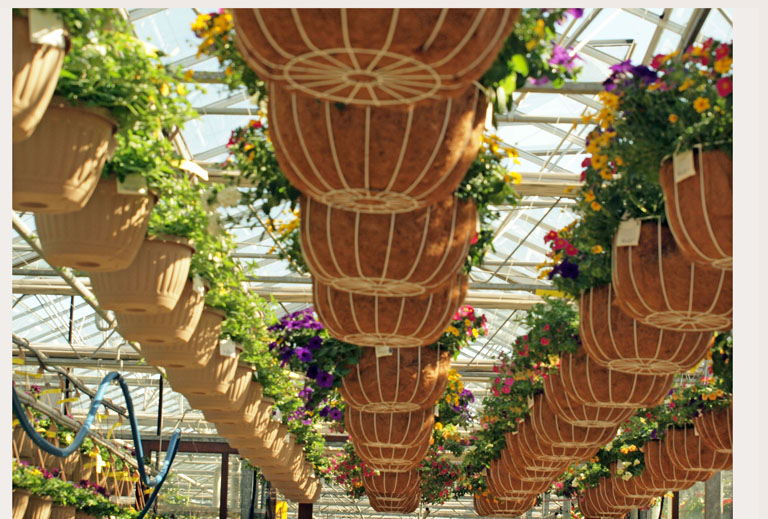 Inthegreenhousesecorfarm