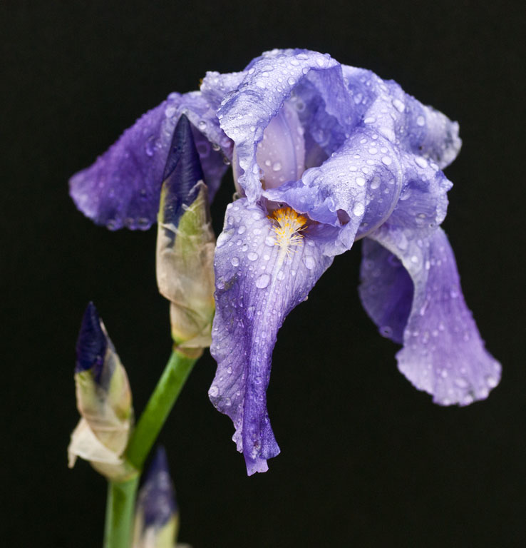 Irises 85 2