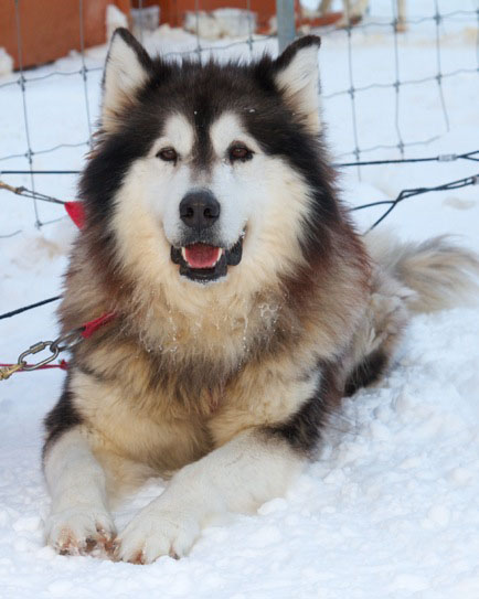 Dog.jpeg