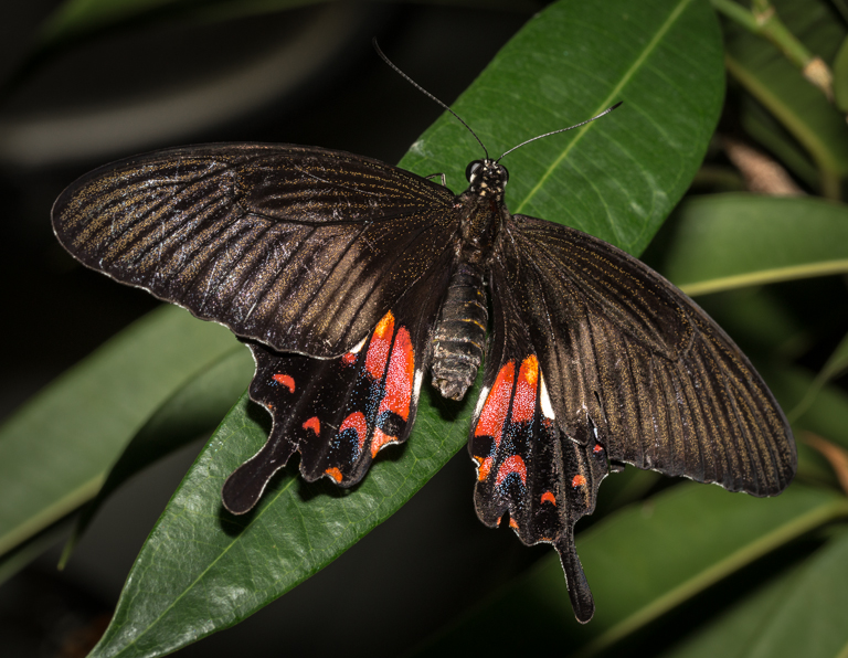 2013 01 04 Butterfly Conservatory