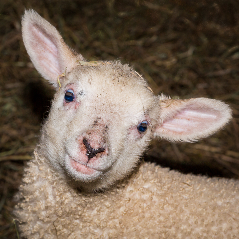 Baby Lamb at Underhill Barn