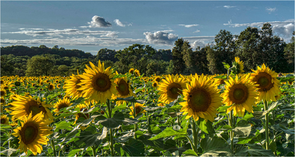 2019 09 Sussex County Sunflower Maze