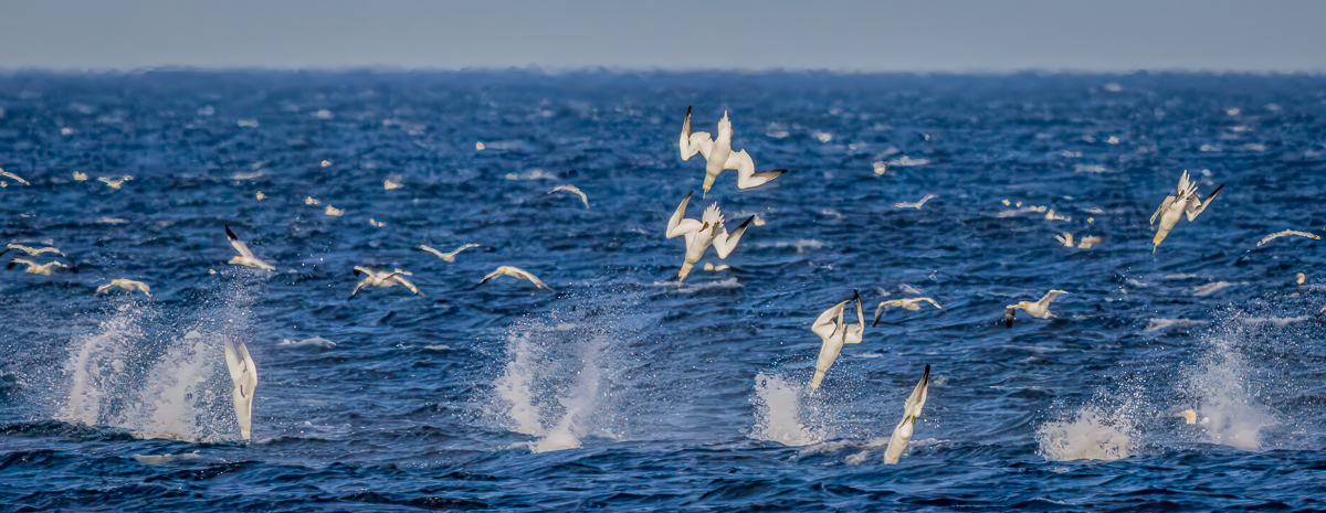 Northern Gannets diving into the Ocean