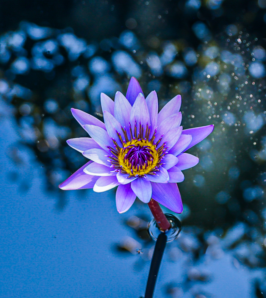 Carlos Rodriguez