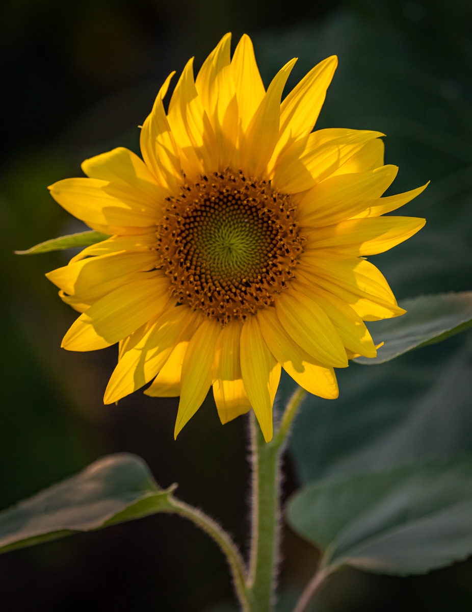 Field Of Sussex Sunflowers Sept 13th 2020