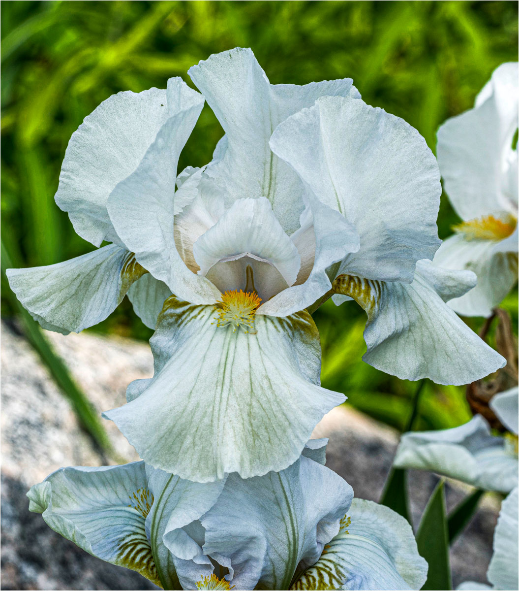 Presby Memorial Iris Gardens May 18 2019