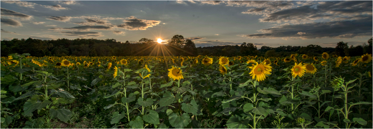 Gene Cangiani 3