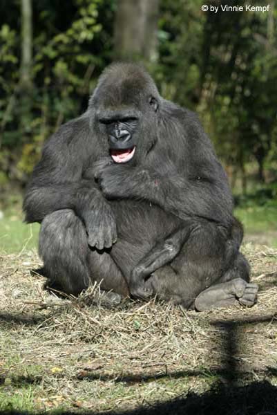 Zoo 2