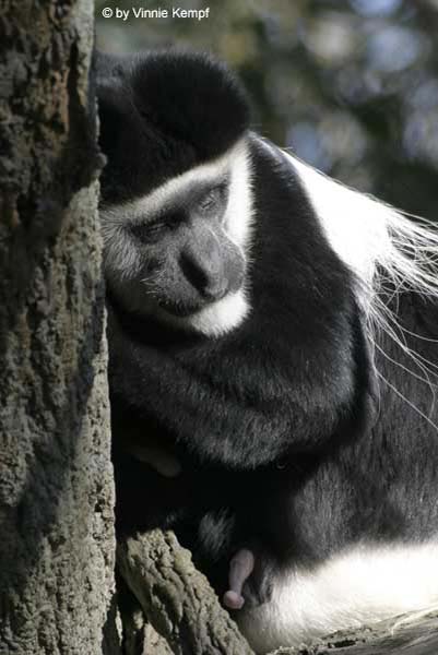 Zoo 4