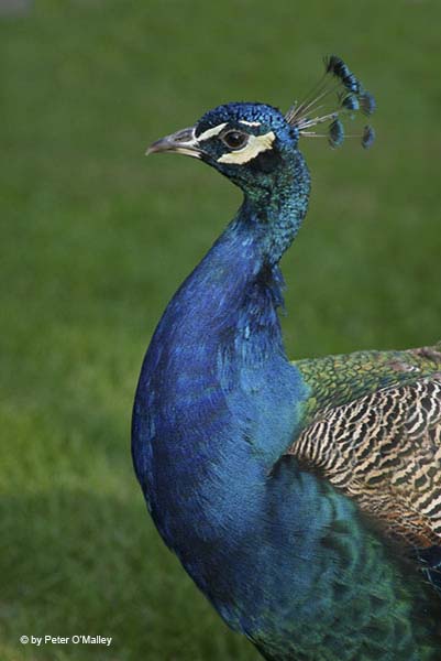 Peacock Closeup 2