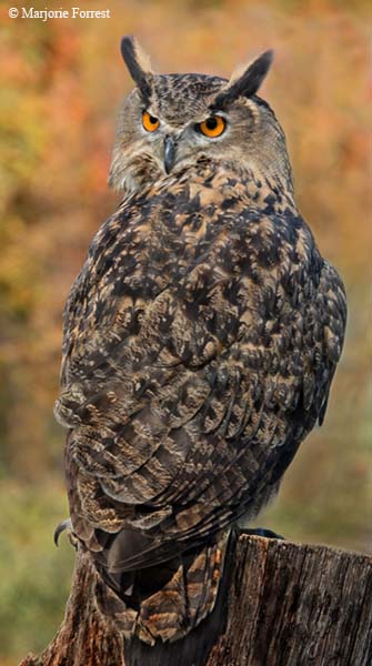 Eagle Owl back view
