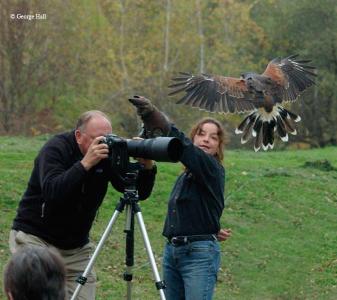 Fred and Harris Hawk