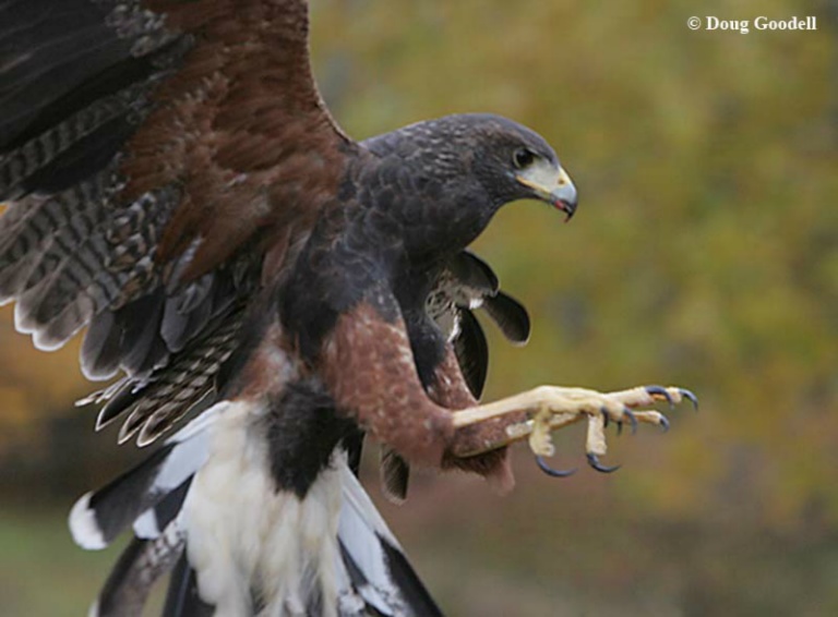 Harris Hawk Landing