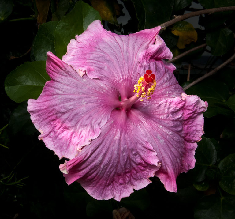  dsc3797
