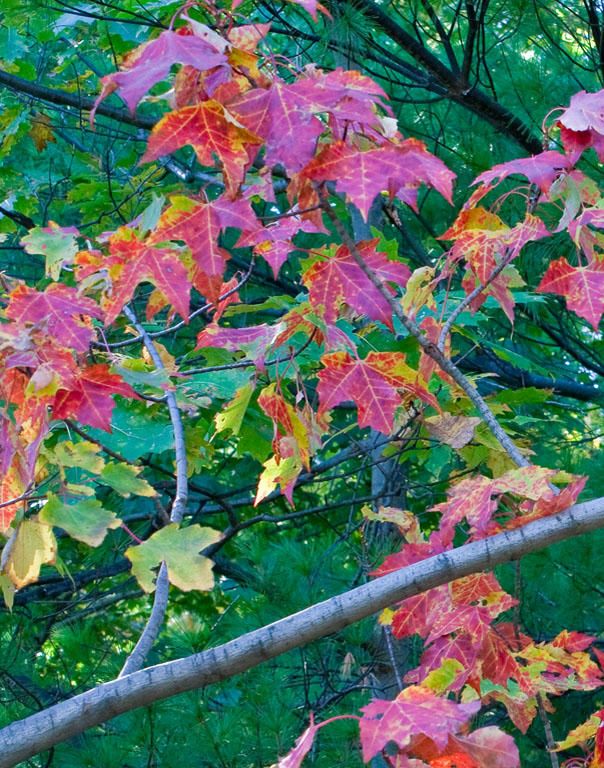 Early Color 1