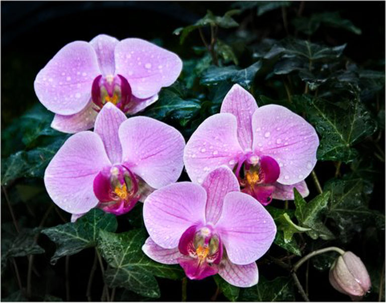 Orchids and ivy copy