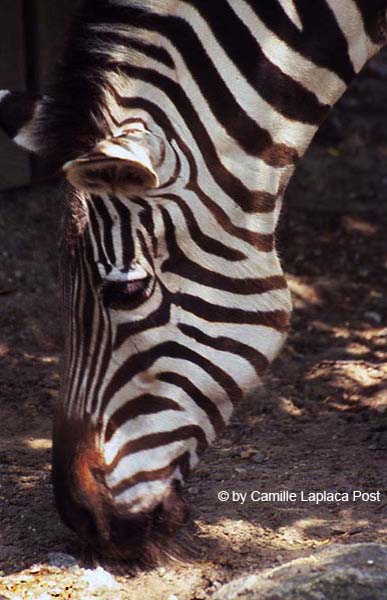 Zebra Portrait