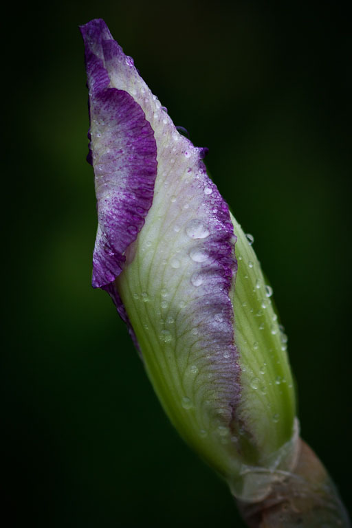 05 presbyiris 0054