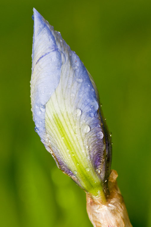 Irises 41 2