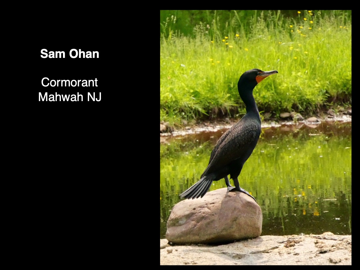 Slide054