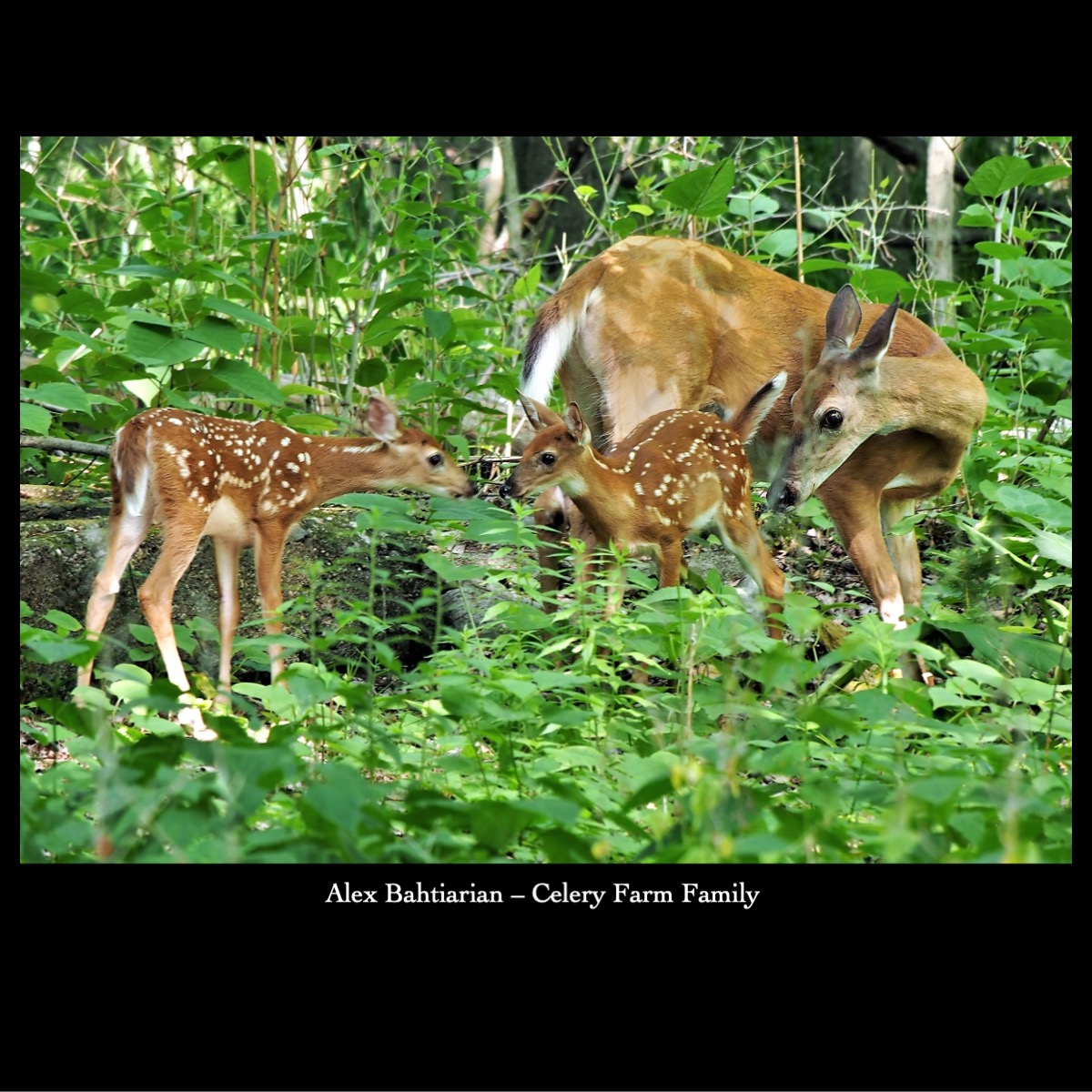 Slide9