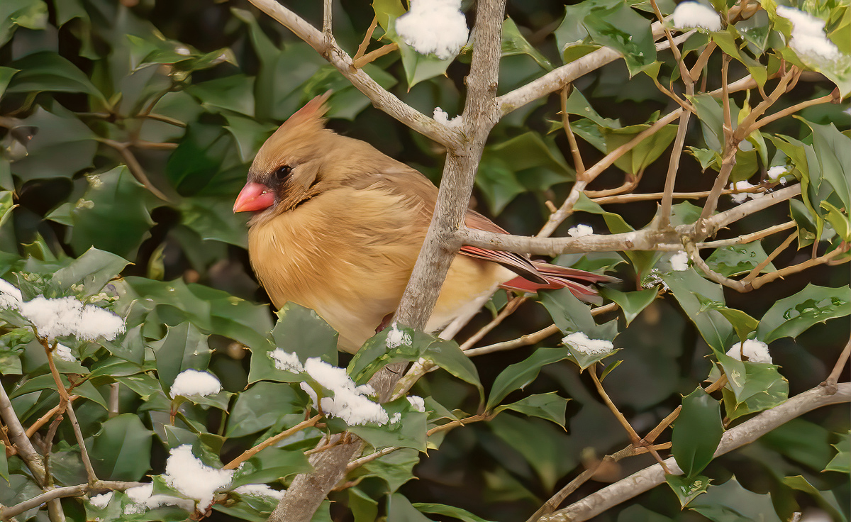 Cardinal