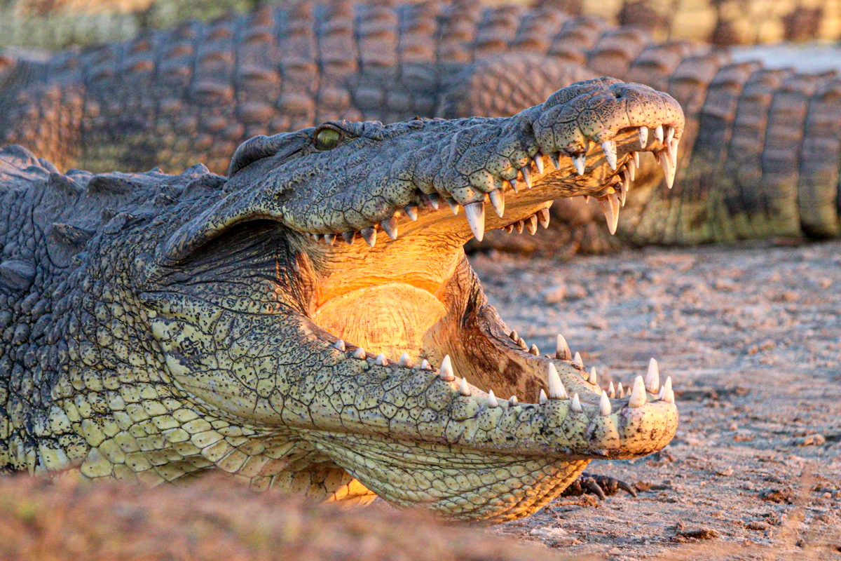 Crocodile Portrait