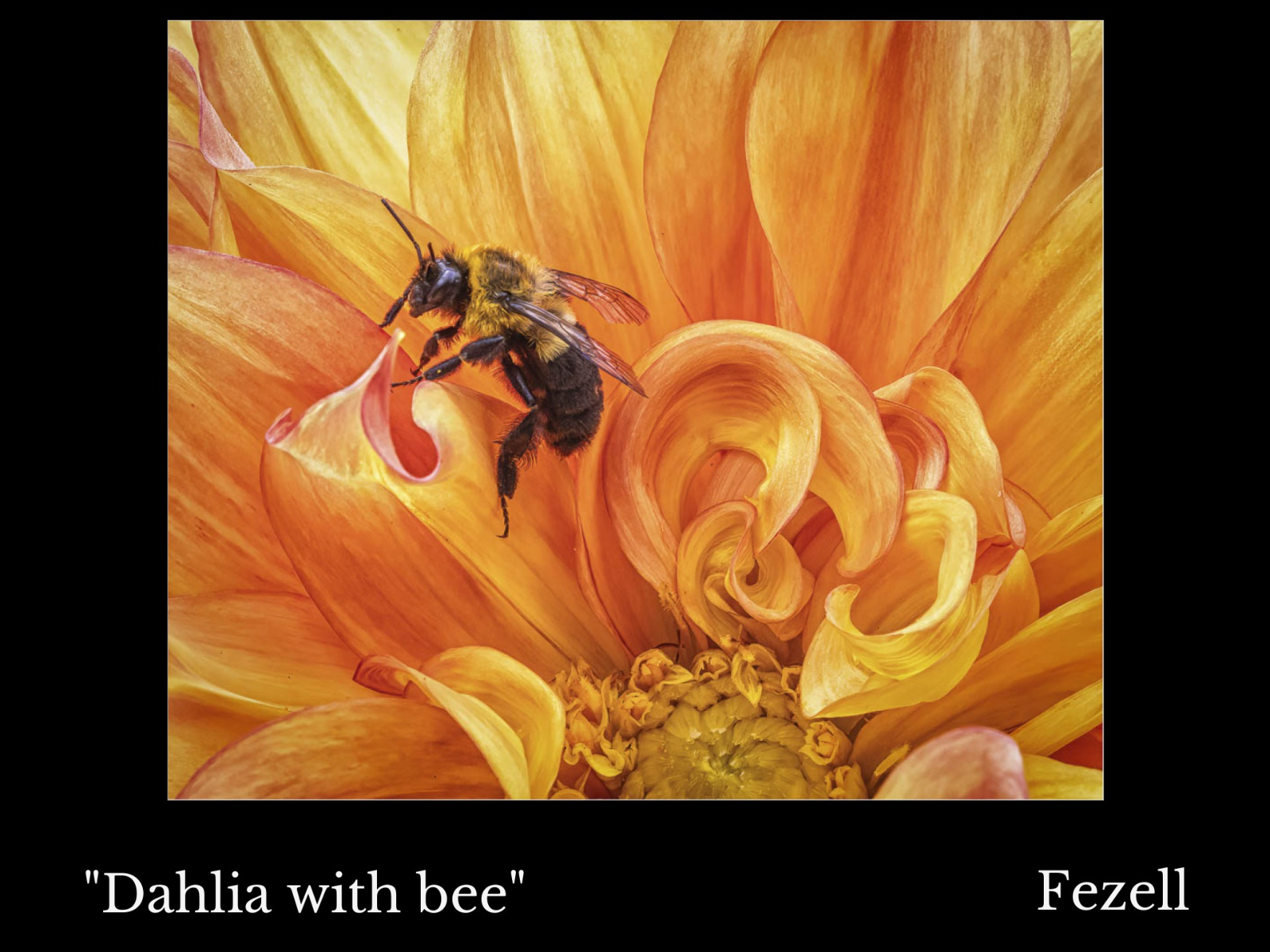 Dahlia with bee framed