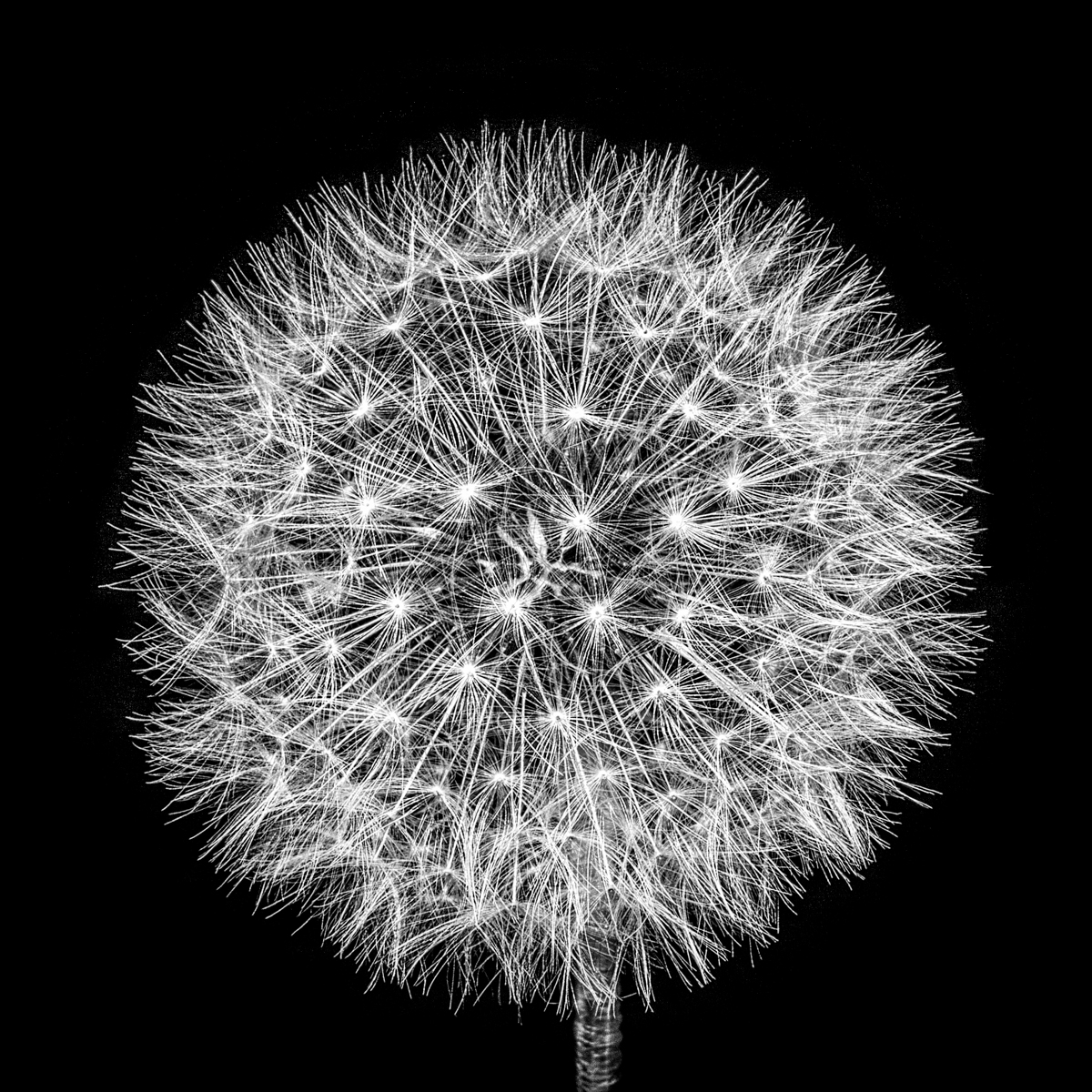 Jacek Kowalski - Dandelion
