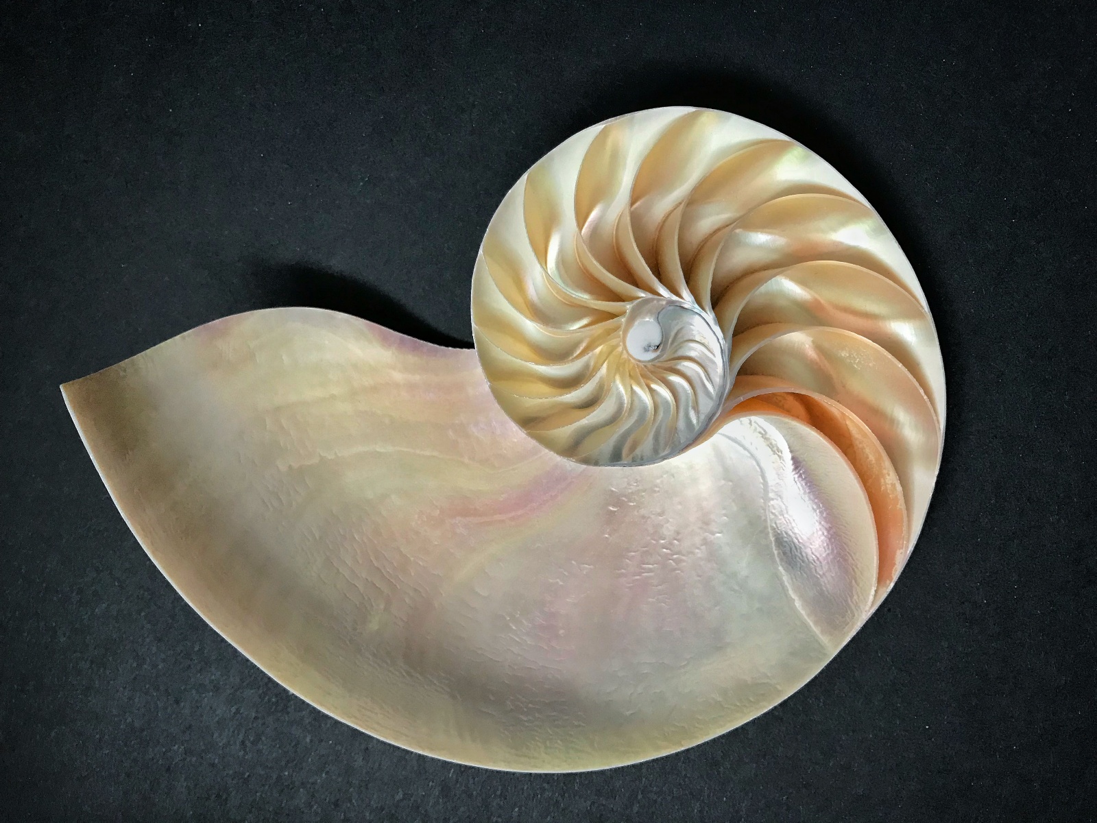 Nautilus --- Photo by Ginger White