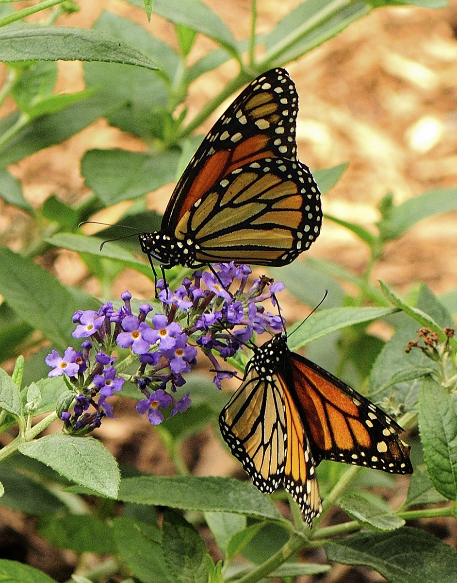 Joseph Burns - Butterflies