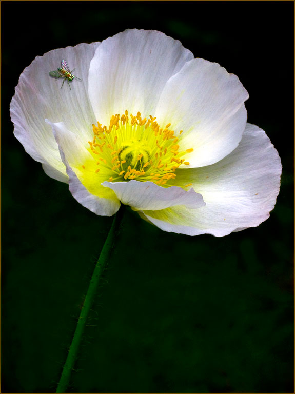 March 2011 Projected Image - Marjorie Forrest - White Poppy with Iridescent Fly