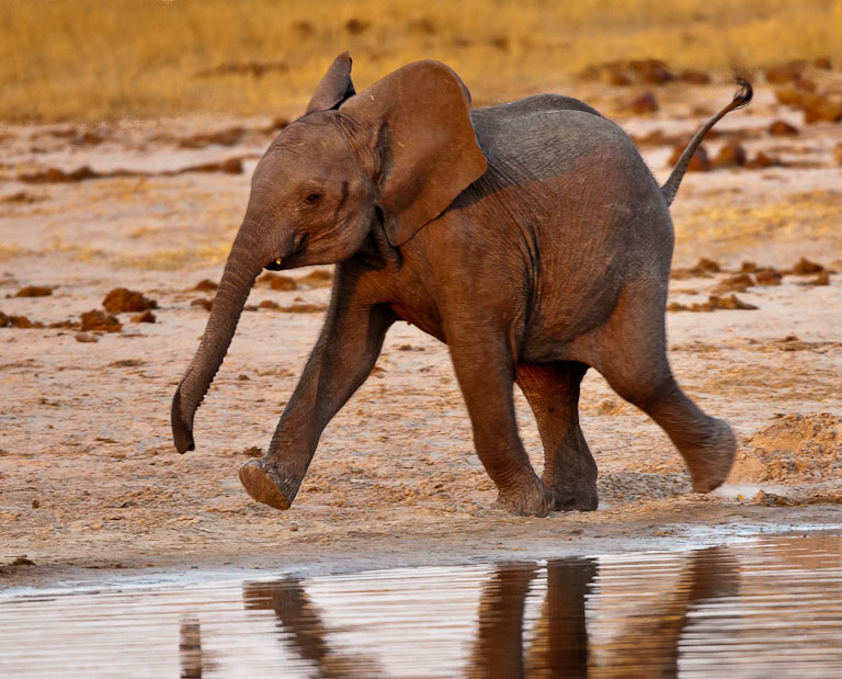 September 2011 Projected Image - Vinnie Kempf - Baby Elephant