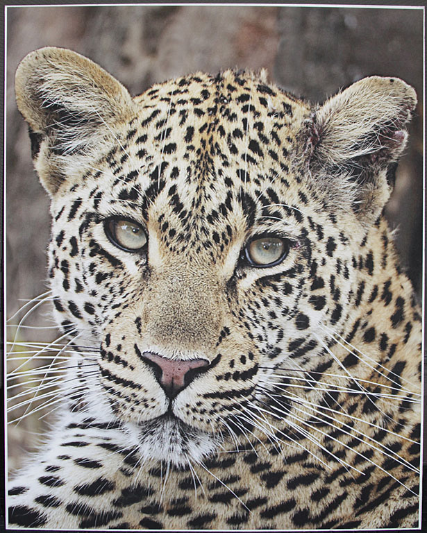 2012 Color Prmt - Dick Stanton -  Here's Looking at You