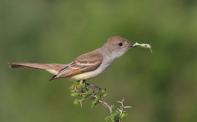 2012 Nature Projected Image - Norm Johnson - Flycatcher with Lunch